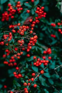 Close-up of red berries growing on tree