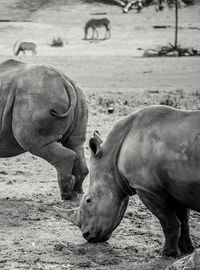 Rhinoceros walking on field