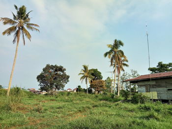 Palm trees on field against sky