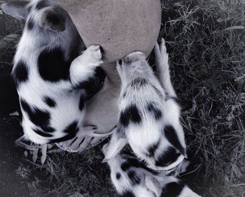 Close-up of dog