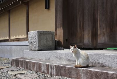 Cat looking away while sitting on wall