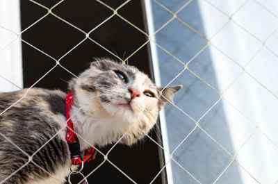 Close-up of cat looking at chainlink fence