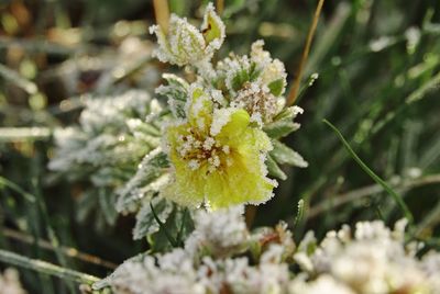 Close-up of flowering plant