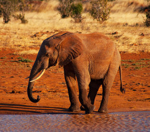 Side view of elephant drinking water