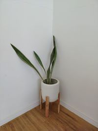 Potted plant on table against wall at home