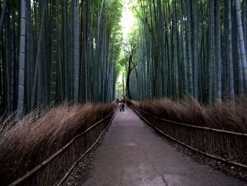 Man standing on road amidst trees in forest