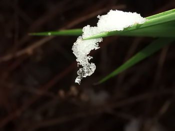 Close-up of frozen plant during winter