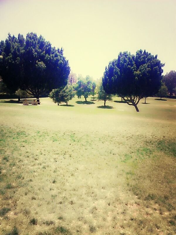 tree, clear sky, field, growth, grass, tranquil scene, tranquility, nature, landscape, beauty in nature, scenics, park - man made space, sky, day, outdoors, green color, plant, sunlight, copy space, no people