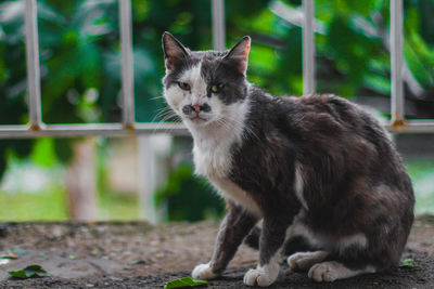 Portrait of cat on plant