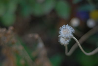 Close-up of white dandelion flower