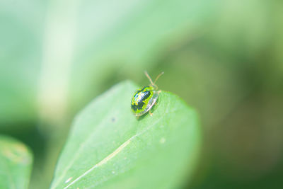 Close-up of insect on leaf