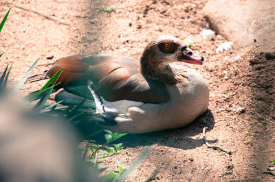 High angle view of duck on field