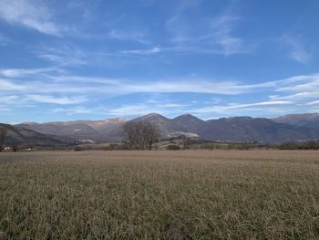 Scenic view of field against sky