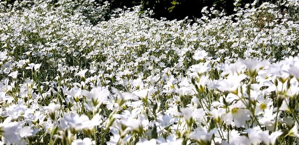 Close-up of white flowering plant