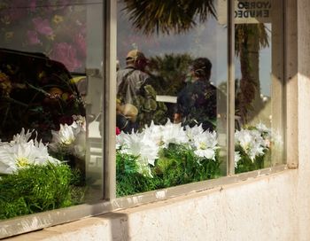 Close-up of potted plants