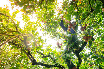 Low angle view of fruits growing on tree