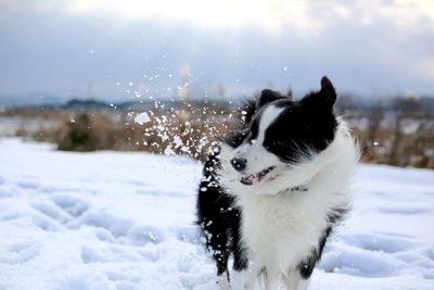 Cat on snow covered field