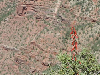 Close-up of lizard on tree