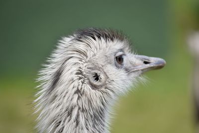 Close-up of a bird