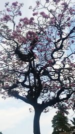 Low angle view of trees against sky