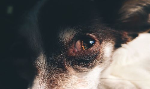 Close-up of dog's eye