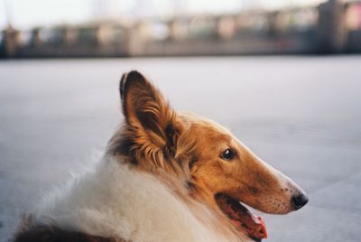 Close-up of dog looking away