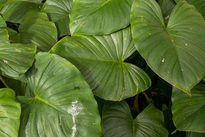 Full frame shot of fresh green leaves