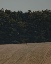 View of a horse on field