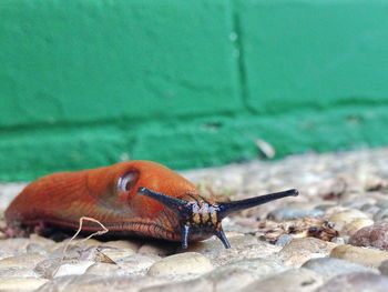 Close-up of insect on leaf