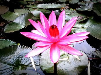 Close-up of lotus water lily