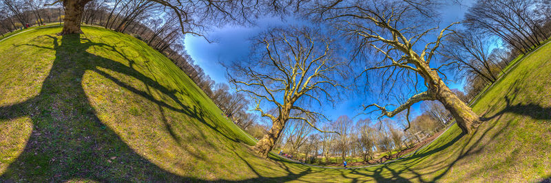 Low angle view of tree against sky