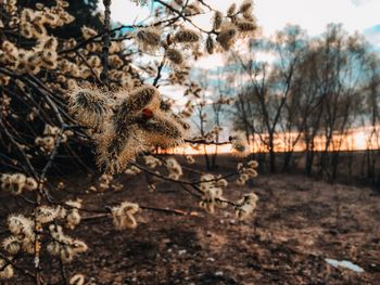 View of an animal on field