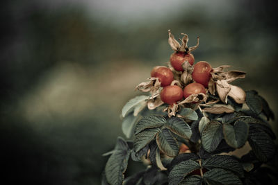 Close-up of fruits on plant