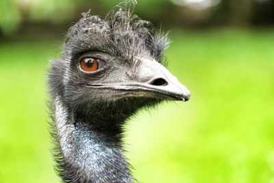 Close-up of emu looking away