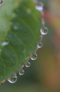 Close-up of water drops on leaf