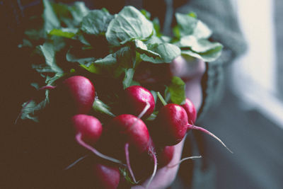 Midsection of person holding radishes at home