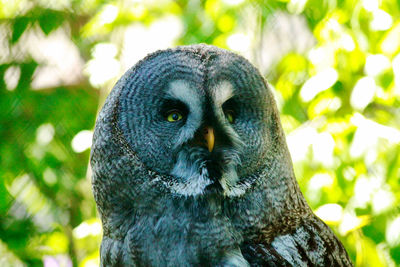 Close-up of a bird