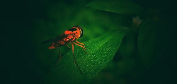 Close-up of insect on leaf