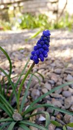 Close-up of purple flowers