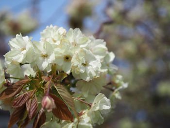 Close-up of cherry blossoms in spring