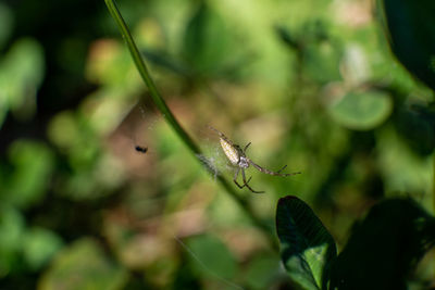 Close-up of insect on plant