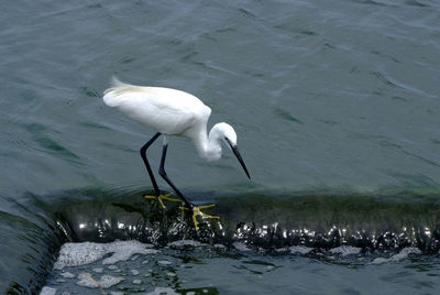 High angle view of bird in lake