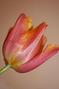 Close-up of pink rose against white background