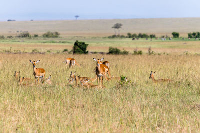 Animals in a field