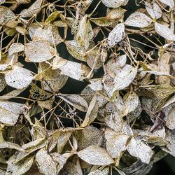 Full frame shot of dry leaves