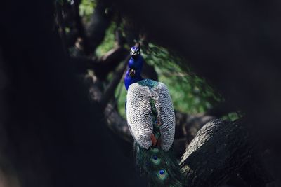 Close-up of peacock