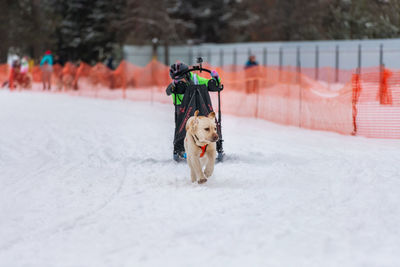 Dog on snow