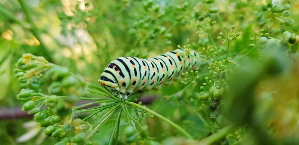 Up of caterpiller on plant