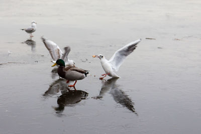 Birds in water during the winter months 