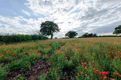 Scenic view of flowering trees on field against sky